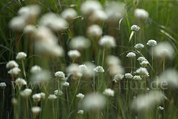 Zottige Grasnelke (Armeria villosa)