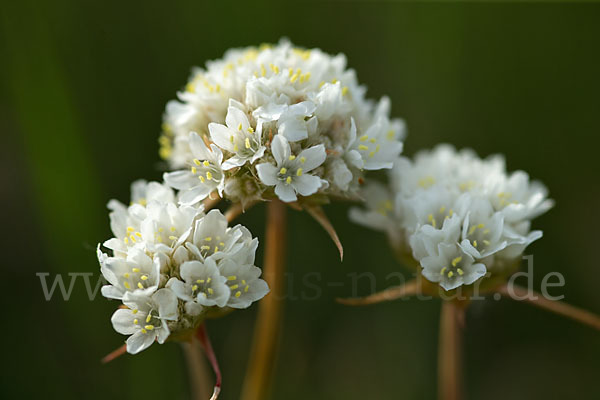 Zottige Grasnelke (Armeria villosa)