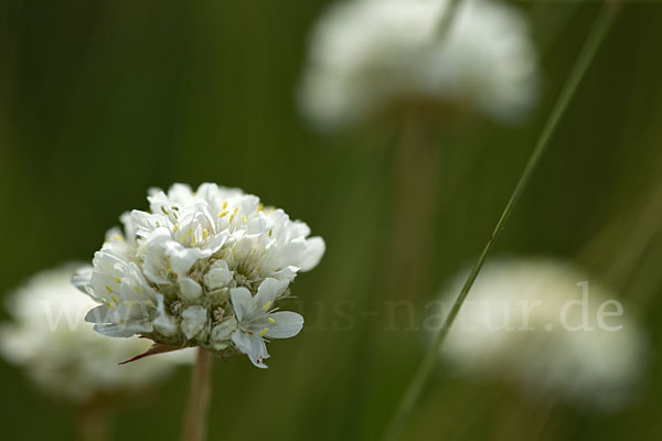 Zottige Grasnelke (Armeria villosa)