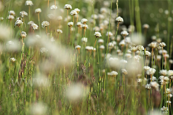 Zottige Grasnelke (Armeria villosa)