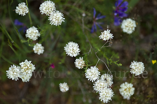 Zottige Grasnelke (Armeria villosa)