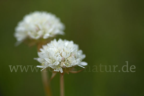 Zottige Grasnelke (Armeria villosa)