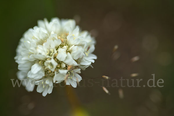 Zottige Grasnelke (Armeria villosa)