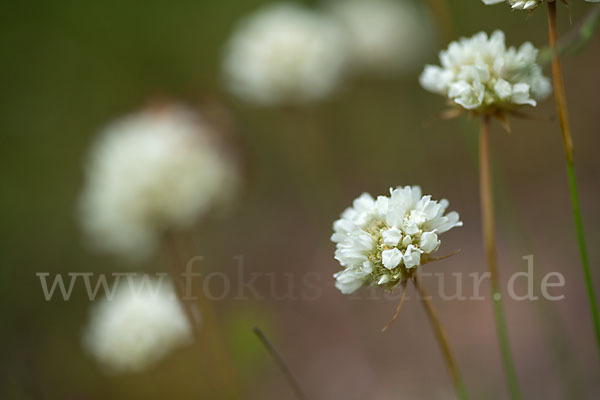 Zottige Grasnelke (Armeria villosa)