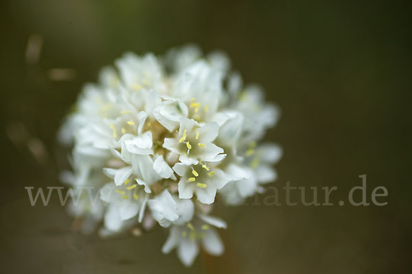 Zottige Grasnelke (Armeria villosa)