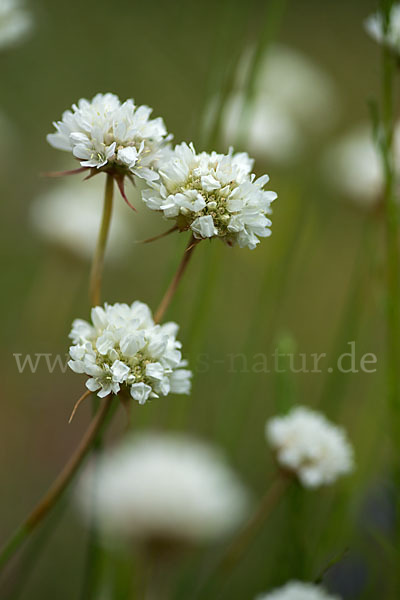 Zottige Grasnelke (Armeria villosa)