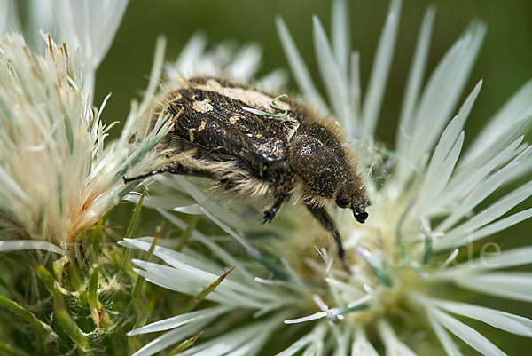 Zottige Rosenkäfer (Tropinota hirta)