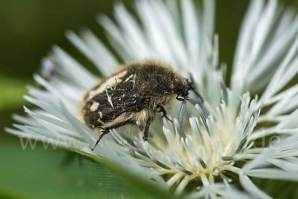 Zottige Rosenkäfer (Tropinota hirta)