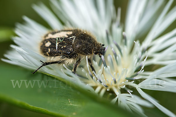 Zottige Rosenkäfer (Tropinota hirta)