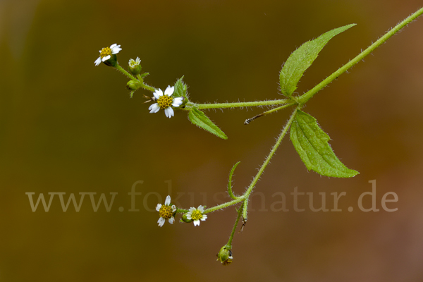 Zottiges Franzosenkraut (Galinsoga quadriradiata)