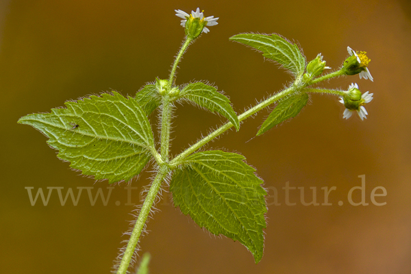 Zottiges Franzosenkraut (Galinsoga quadriradiata)