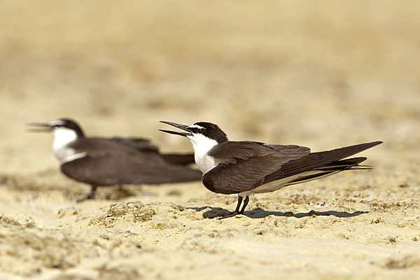 Zügelseeschwalbe (Onychoprion anaethetus)