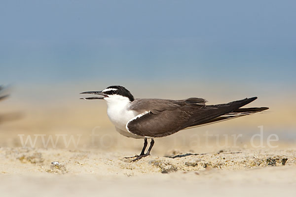 Zügelseeschwalbe (Onychoprion anaethetus)