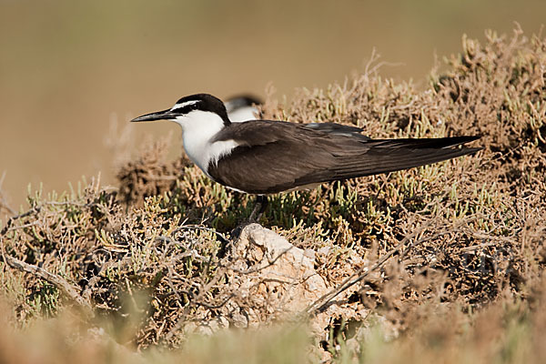 Zügelseeschwalbe (Onychoprion anaethetus)