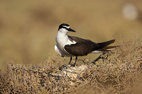 Zügelseeschwalbe (Onychoprion anaethetus)