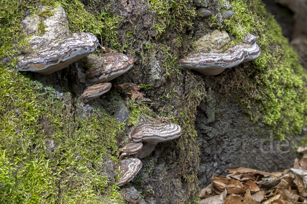 Zunderschwamm (Fomes fomentarius)