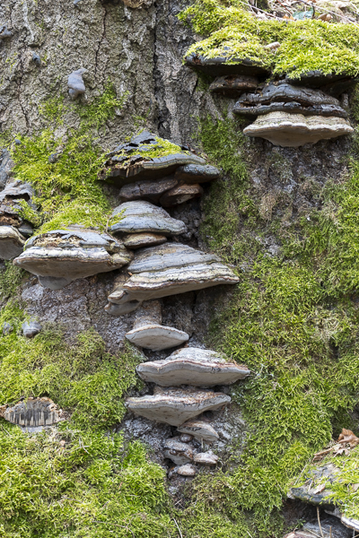 Zunderschwamm (Fomes fomentarius)