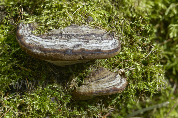 Zunderschwamm (Fomes fomentarius)