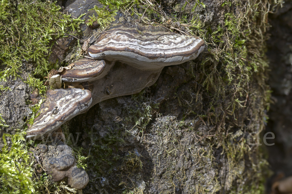 Zunderschwamm (Fomes fomentarius)