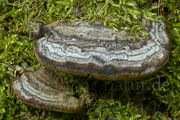 Zunderschwamm (Fomes fomentarius)