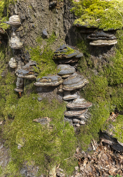 Zunderschwamm (Fomes fomentarius)