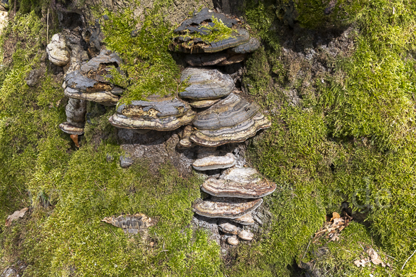 Zunderschwamm (Fomes fomentarius)