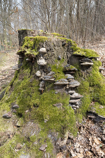 Zunderschwamm (Fomes fomentarius)