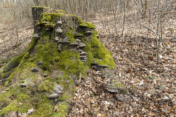 Zunderschwamm (Fomes fomentarius)