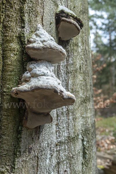 Zunderschwamm (Fomes fomentarius)