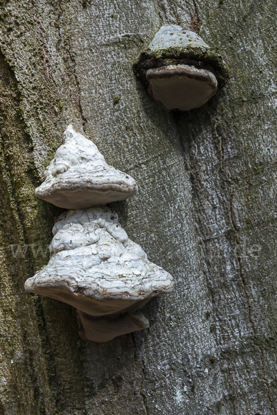 Zunderschwamm (Fomes fomentarius)