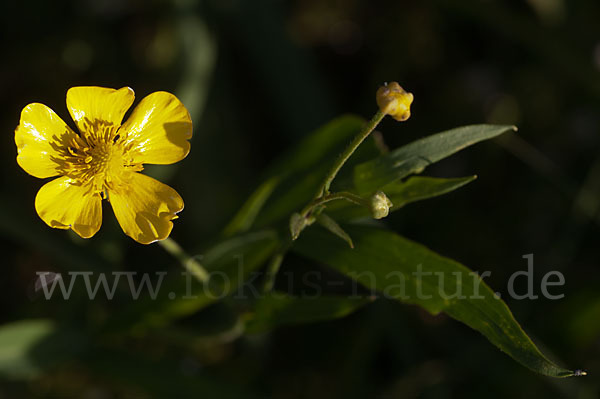 Zungen-Hahnenfuß (Ranunculus lingua)