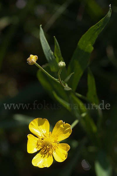 Zungen-Hahnenfuß (Ranunculus lingua)