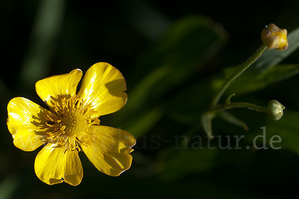 Zungen-Hahnenfuß (Ranunculus lingua)