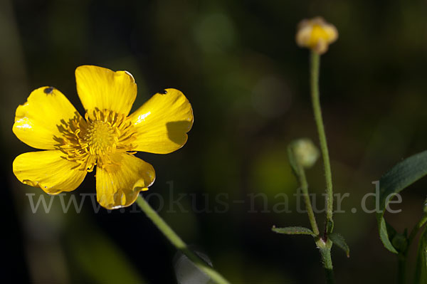 Zungen-Hahnenfuß (Ranunculus lingua)