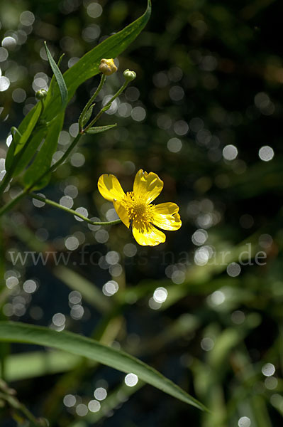 Zungen-Hahnenfuß (Ranunculus lingua)