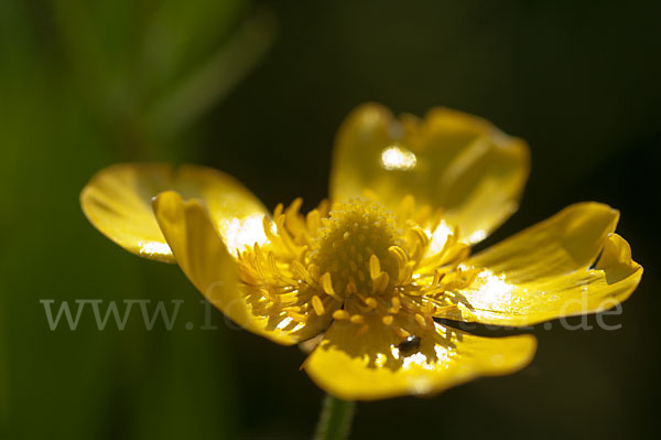 Zungen-Hahnenfuß (Ranunculus lingua)