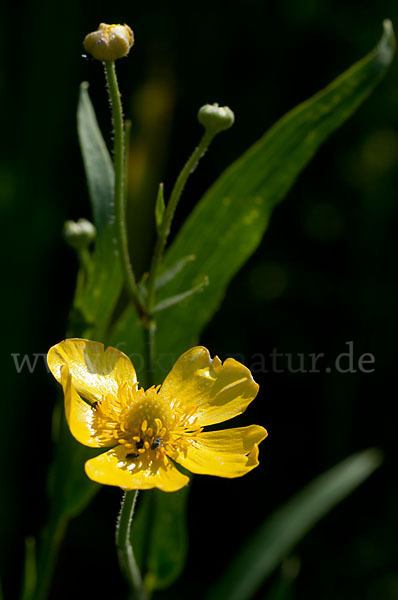 Zungen-Hahnenfuß (Ranunculus lingua)