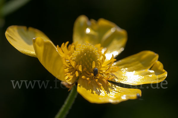 Zungen-Hahnenfuß (Ranunculus lingua)