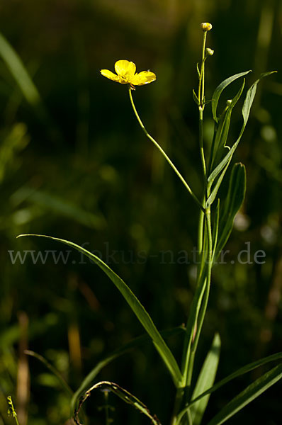 Zungen-Hahnenfuß (Ranunculus lingua)