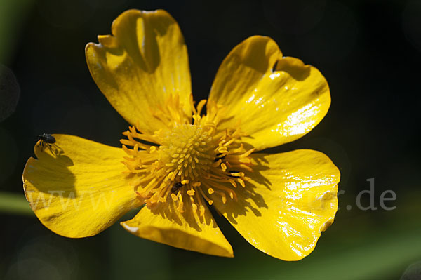 Zungen-Hahnenfuß (Ranunculus lingua)