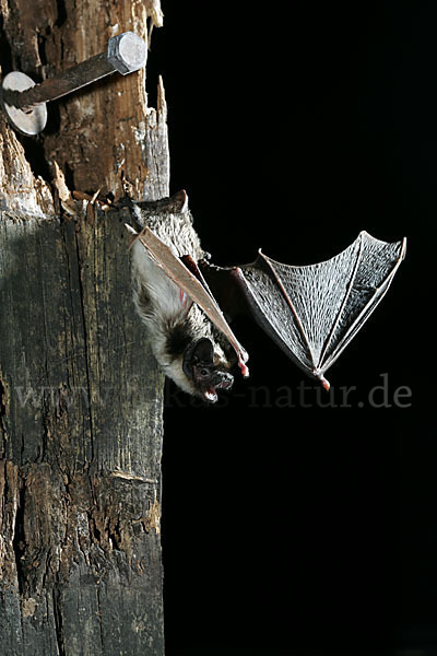 Zweifarbfledermaus (Vespertilio murinus)