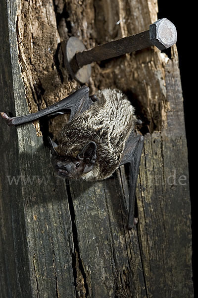 Zweifarbfledermaus (Vespertilio murinus)