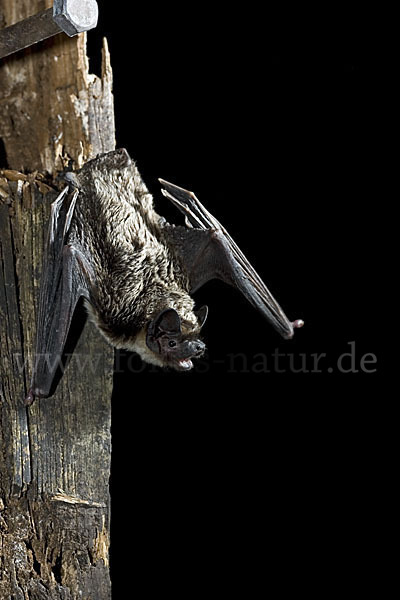 Zweifarbfledermaus (Vespertilio murinus)