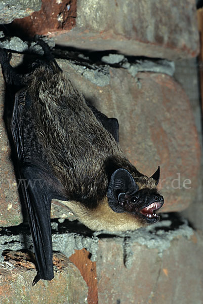 Zweifarbfledermaus (Vespertilio murinus)