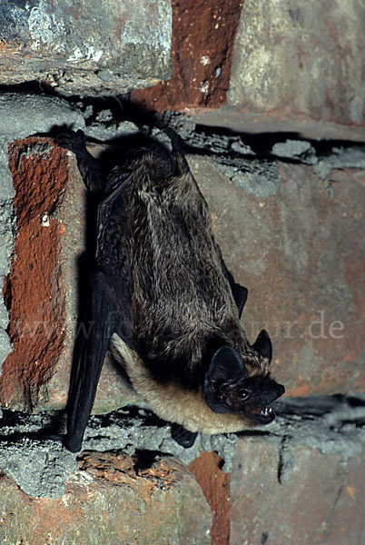 Zweifarbfledermaus (Vespertilio murinus)