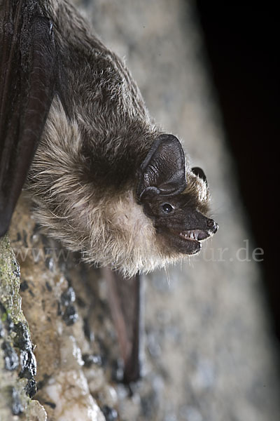 Zweifarbfledermaus (Vespertilio murinus)