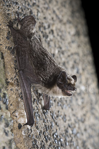 Zweifarbfledermaus (Vespertilio murinus)