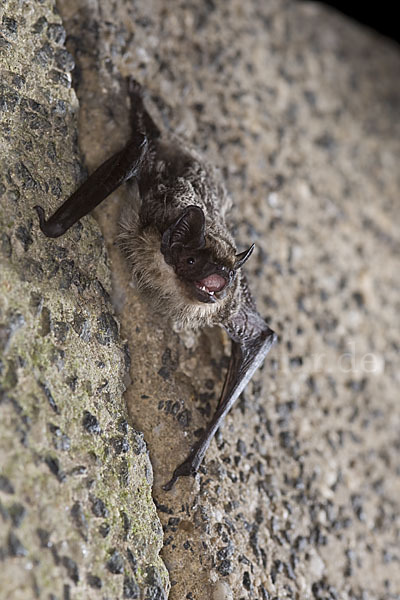 Zweifarbfledermaus (Vespertilio murinus)