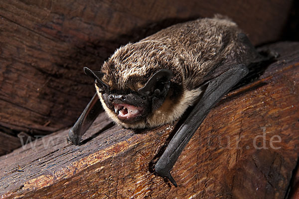 Zweifarbfledermaus (Vespertilio murinus)