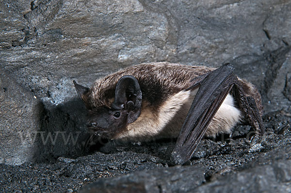 Zweifarbfledermaus (Vespertilio murinus)